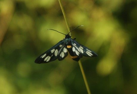 motýl 1.7.2015