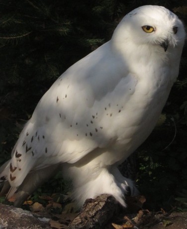 Samec sovice sněžní 6.11.2018