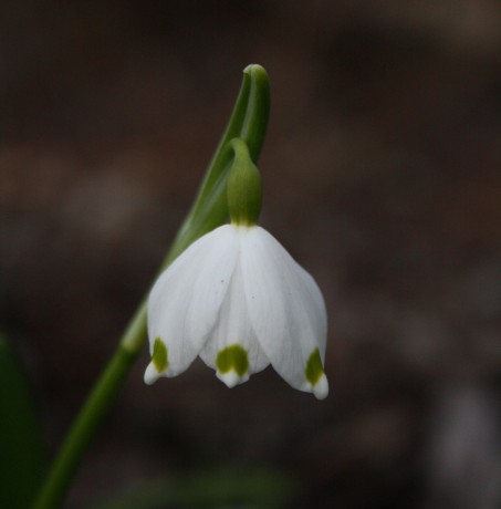 bledule jarní 16.3.2013