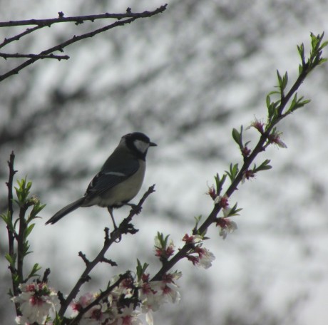 sýkora koňadra 11.4.2015