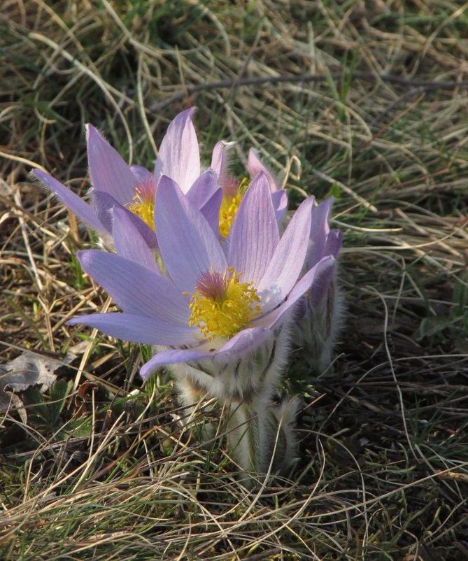 koniklece na Střeleckém kopci 18.3.2020