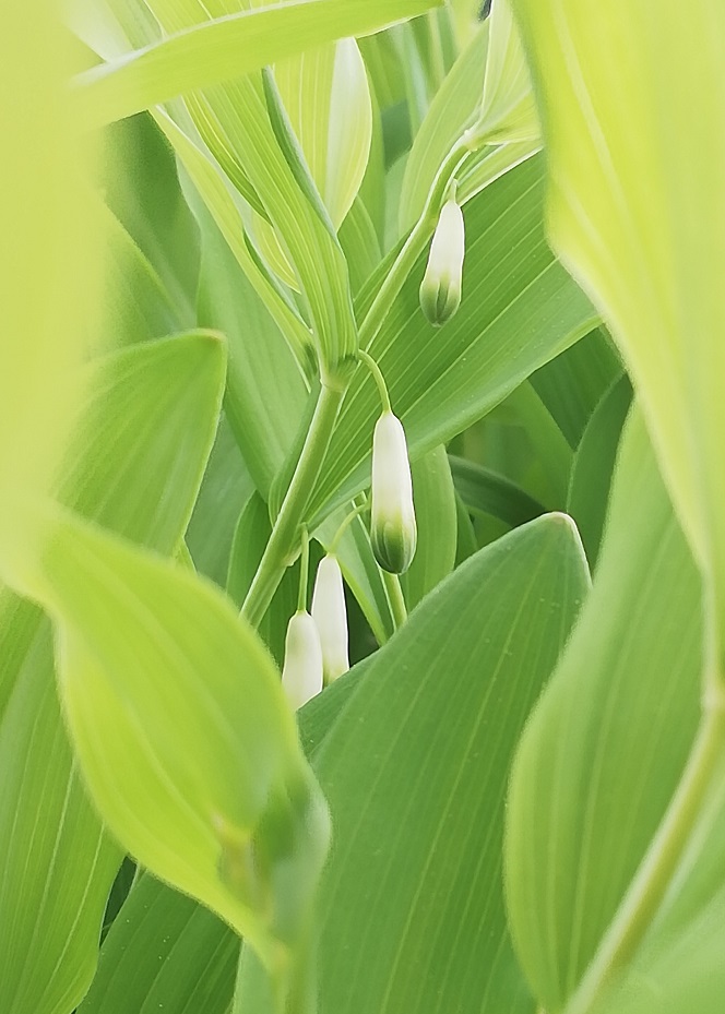 kokořík vonný 15.4.2024