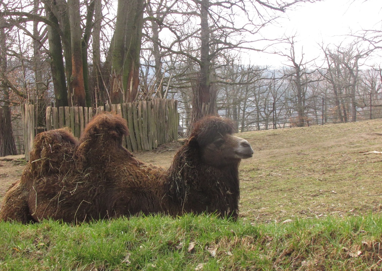 velbloud v brněnské ZOO 29.3.2018