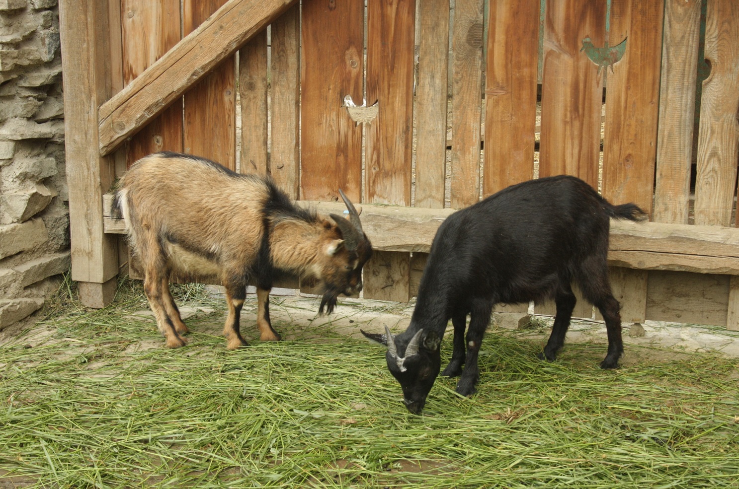 kozy v dětské ZOO 15.5.2018