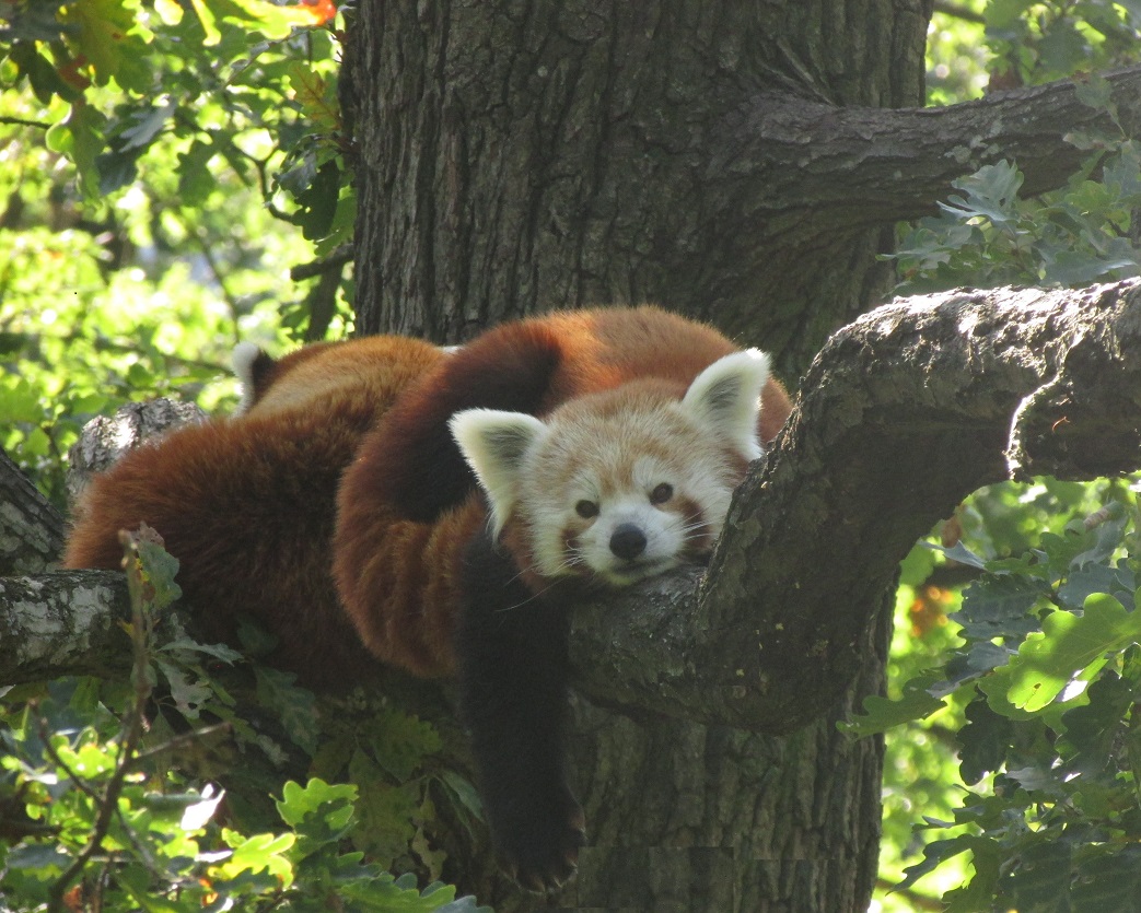 panda červená1.10.2019