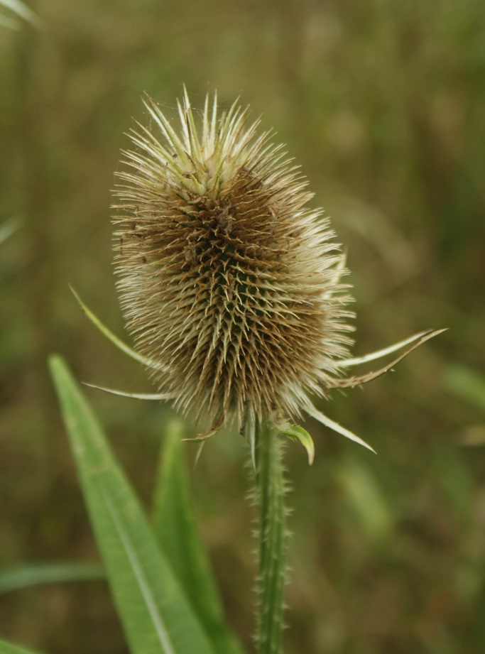 štětka lesní 5.8.2016