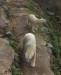 lední medvědice s mládětem 20.10.2017
