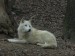 vlk arktický 5.12.2019