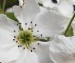 květ hrušně ussurijské v Botanické zahradě 2.4.2024