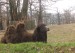 velbloud v brněnské ZOO 29.3.2018