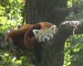 panda červená1.10.2019